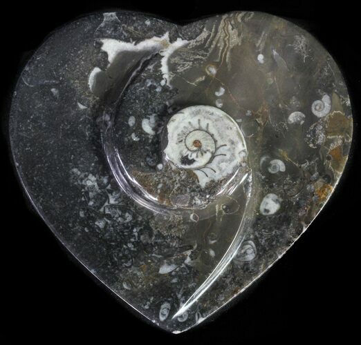 Heart Shaped Fossil Goniatite Dish #61281